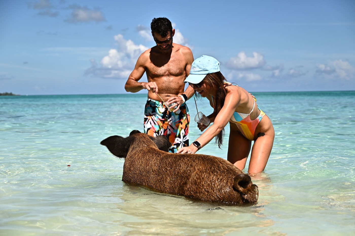swimming feeding pigs nassau bahamas exuma tour activity bahamas private transport and tours scaled.jpg