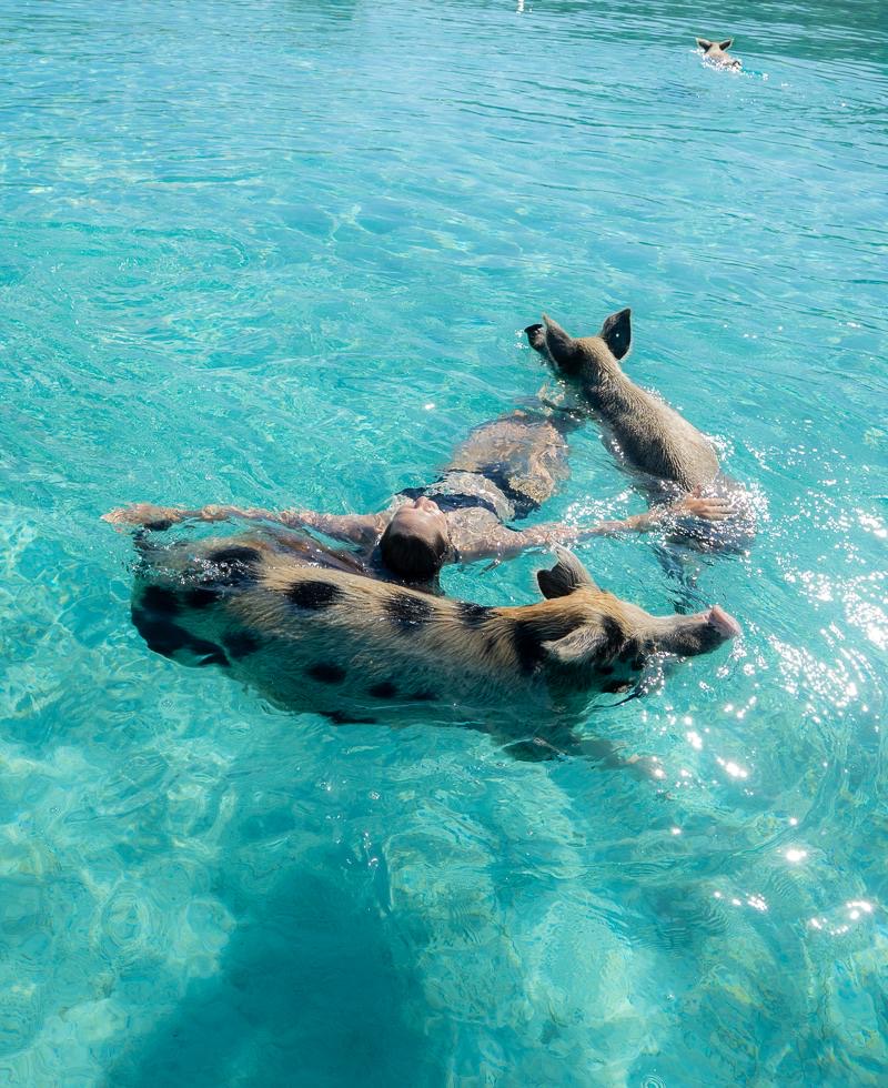 pigsbahamas