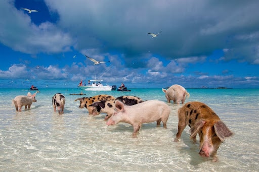 bahamas private transport and tours Pig Beach Tour