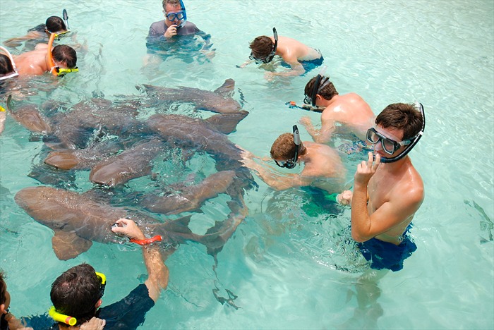 swim-with-nurse-sharks-bahamas-excursions-Swimming-with-Sharks-Bahamas-Tours-Bahamas-Private-Transport-And-Tours- Bahamas-Travel-Nassau-Tours-Bahamas-Tours-bahamas-transportation