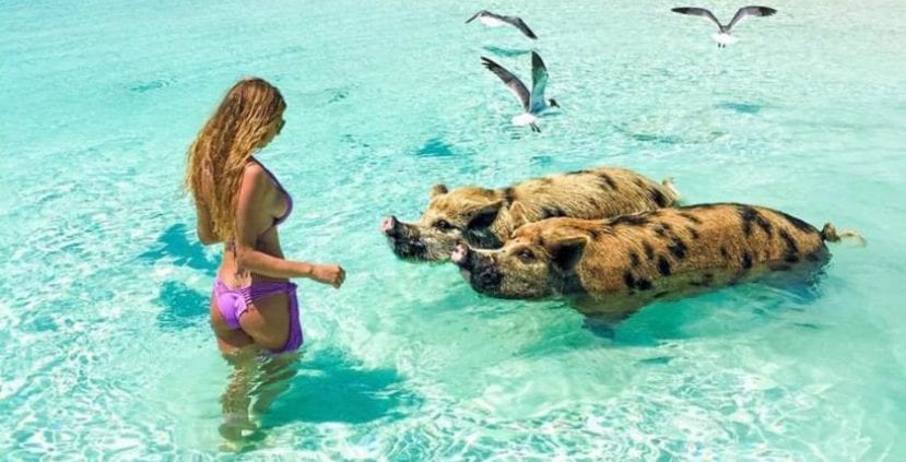 swimming-with-pigs-Bahamas-Tours-Bahamas-Private-Transport-And-Tours- Bahamas-Travel-Nassau-Tours-Bahamas-Tours-bahamas-transportation